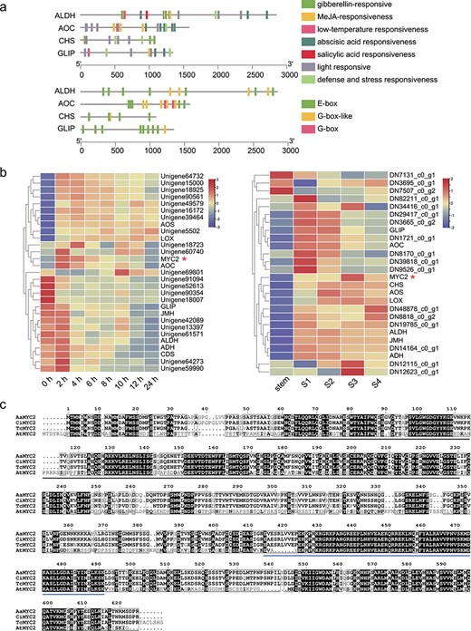Bioinformatic analysis of pyrethrin biosynthesis gene promoters and expression profile of bHLH and pyrethrin biosynthesis genes. aCis-regulatory elements in promoters of key pyrethrin biosynthesis genes. b Heat maps of coexpressed genes based on RNA-Seq analyses (at time points after MeJA treatment of the leaves and at four flower developmental stages). c Alignment of amino acid sequences for TcMYC2 and homologous proteins. Artemisia annua MYC2 (AKO62850.1); Chrysanthemum indicum MYC2 (QED22045.1); Arabidopsis thaliana MYC2 (NP_174541.1). The conserved MYC domains are indicated by lines below sequences. Black line, bHLH_MYC_N domain; blue line, HLH domain.