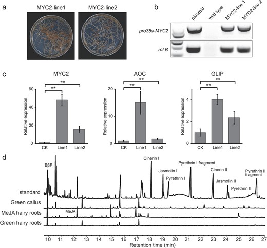 Analysis of overexpression of TcMYC2 in transgenic hairy roots. a Resistant hairy roots of two lines were cultured onto selective medium containing kanamycin (10 mg/L) to propagate for approximately 30 d. b Detection of rolB and 35 s-TcMYC2 by PCR. c Gene expression in transgenic hairy roots. Values are the mean ± SD. *P < 0.05, **P < 0.01 (two-tailed Student’s t-test). d GC–MS analysis of transgenic hairy roots. Standard:commercial pyrethrum extract standard; Green callus:TcMYC2-transgenic green callus cultured under a normal photoperiod (16 h day, 8 h night) for 30 d; MeJA hairy roots:TcMYC2-transgenic calli treated with MeJA for 3 d; Green hairy roots:TcMYC2-transgenic green hairy roots cultured under a normal photoperiod (16 h day, 8 h night) for 30 d.