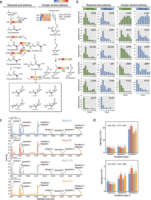 Pyrethrin biosynthesis gene expression and pyrethrin content in Tanacetum cinerariifolium leaves in response to short-term MeJA treatment. a Pyrethrin biosynthesis pathway. Heatmaps indicate the gene expression profile at different time points after MeJA treatment. Different colours represent the log10 FPKM value. Solid arrows indicate known steps in the pathway. Dotted arrows indicate steps not yet elucidated. The solid box encloses the six major pyrethrins. Abbreviations:ADH2, alcohol dehydrogenase2; ALDH, aldehyde dehydrogenase; CHH, chrysanthemol 10-hydroxylase; CHS, chrysanthemol synthase; GLIP, GDSL lipase-like protein; JMH, jasmolone hydroxylase; MT, 10-carboxychrysanthemic acid 10-methyltransferase; PYS, pyrethrolone synthase. b qRT-PCR analysis of pyrethrin biosynthesis genes. Blue bars are the fold change in average fragments per kilobase of transcript per million mapped reads (FPKM). Green bars are the qRT-PCR results normalized with the 2−△△Ct method using GADPH as an internal reference. The experiment was performed three times with three biological replicates. Error bars represent mean ± SD. c GC–MS chromatograms of leaves treated for 0, 6, 12, and 24 h. The relative pyrethrin content was determined using tetradecane as an internal standard, with three biological replicates. d Relative contents of total pyrethrins. The y-axis represents peak area intensity. Error bars represent the SD of the mean of three replicates. Different lower-case letters indicate a significant difference (P < 0.05) from one-way ANOVA followed by a post-hoc Tukey test.