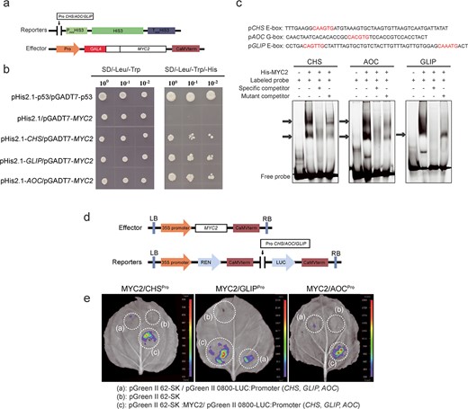 TcMYC2 directly binds to and activates the promoters of TcCHS, TcAOC, and TcGLIP. a Schematic diagram of Y1H vectors. Reporters:the promoter of TcCHS/TcAOC/TcGLIP was inserted into the pHis2.1 vector. Effector:TcMYC2 was inserted into the pGADT7 vector. b Y1H assay showing TcMYC2 binding to TcCHS/TcAOC/TcGLIP promoter fragments. Growth on SD/−Leu/−Trp and SD/−Leu/−Trp/−His medium in a 10-fold dilution series. pHis2.1/pGADT7-TcMYC2 was used as a negative control, pHis2.1-p53/pGADT7-p53 was used as a positive control. c EMSA of interaction between TcMYC2 and the promoters of TcCHS/TcAOC/TcGLIP. The probe was designed from a fragment of the promoter containing E-box or G-box motifs. Purified His-tagged TcMYC2 protein solution was incubated with 10 μM FAM-labeled probe. Non-labeled specific cold probes and mutated cold probes at 50-fold dilution were used for the competition test. The shifted bands are indicated with an arrow. d Schematic diagram of dual-luciferase (LUC) vectors. Effector:TcMYC2 was inserted into the pGreen-62-SK vector driven by the CAMV 35S promoter. Reporters:the promoters of TcCHS/TcAOC/TcGLIP were inserted into the pGreen II-0800-LUC vector and drove LUC RNA translation. e Transient expression assays showing TcMYC2 binding to the TcCHS/TcAOC/TcGLIP promoters and promotion of Luc expression. (a), pGreen-62-SK/pGreen II-0800-LUC-TcCHS/TcAOC/TcGLIP promoters; (b), pGreen-62-SK empty vector as a negative control; (c), pGreen-62-SK-MYC2/pGreen II-0800-LUC-TcCHS/TcAOC/TcGLIP promoters.