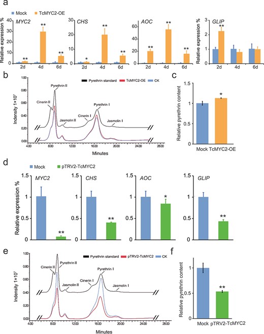 Transient overexpression and TRV-VIGS treatment of TcMYC2 in Tanacetum cinerariifolium leaves. a Pyrethrin biosynthesis gene expression in T. cinerariifolium leaves at 2, 4, and 6 d after transient overexpression of TcMYC2. Mock:transient overexpression of the empty vector; TcMYC2-OE:transient overexpression of pGreen-62-SK-TcMYC2. The fold change in relative expression level was normalized to the mock expression. b Representative HPLC chromatogram of total pyrethrins extracted from leaves after transient TcMYC2 overexpression. CK:transient overexpression of the empty vector; TcMYC2-OE:transient overexpression of pGreen-62-SK-TcMYC2. c Pyrethrin content in T. cinerariifolium leaves after transient TcMYC2 overexpression at 4 d. The ordinate represents the intensity peak area detected by HPLC; the abscissa represents the six major pyrethrin compounds. d Pyrethrin biosynthesis gene expression in T. cinerariifolium leaves after TRV-VIGS treatment of TcMYC2 at 14 d. Mock:VIGS empty pTRV2 vector; pTRV2-TcMYC2:TcMYC2 silenced leaves. The fold change in relative expression level was normalized to the mock expression. e Representative HPLC chromatogram of total pyrethrins extracted from TRV-VIGS treatment leaves. CK:VIGS empty pTRV2 vector; pTRV2-TcMYC2:TcMYC2 silenced leaves. f Pyrethrin content in T. cinerariifolium leaves after TRV-VIGS treatment of TcMYC2. The ordinate represents the intensity peak area detected by HPLC; the abscissa represents the six major pyrethrin compounds. Values are the mean ± SD of three biological replicates. *P < 0.05, **P < 0.01 (two-tailed Student’s t-test).