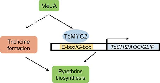 Working model for regulation of pyrethrin biosynthesis by TcMYC2 in response to methyl jasmonate (MeJA). Exposure to MeJA induces TcMYC2, which activates TcCHS, TcAOC, and TcGLIP by binding to their promoters and subsequently regulates pyrethrin biosynthesis. MeJA also regulates trichome density by an unknown mechanism.