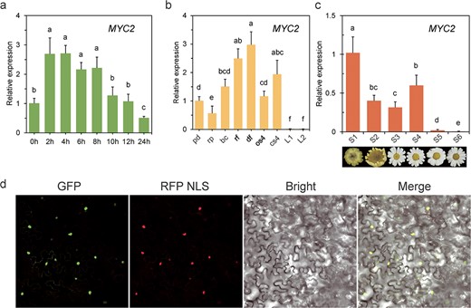 Expression profile and subcellular localization of TcMYC2. a qRT-PCR analysis of transcript abundance of TcMYC2 induced in leaves of MeJA-treated 1-month-old tissue-cultured seedlings with three biological replicates. The fold change in relative expression level was normalized to the 0 h nontreated samples. Error bars represent mean ± SD with three biological replicates and two technical replicates. Different lower-case letters indicate a significant difference (P < 0.05) from one-way ANOVA followed by a post-hoc Tukey test. b qRT-PCR analysis of TcMYC2 transcript abundance in leaf and flower tissues at different developmental stages, normalized against the pd transcript level. S2 flower stages (pd:pedicel of immature bud; rp:receptacle; bc:involucral bract; rf:ray floret; df:disc floret); S4 flower stages (os4:fully open ray floret, cs4:unopened ray floret); L1:immature developing leaf; L2:mature leaf. Different letters indicate a significant difference (P < 0.05) from one-way ANOVA followed by a post-hoc Tukey test. c qRT-PCR analysis of TcMYC2 transcript abundance from S1 to S6 stages, normalized against the S1 transcript level. Different letters indicate a significant difference (P < 0.05) from one-way ANOVA followed by a post-hoc Tukey test. d Subcellular localization of TcMYC2 in N. benthamiana leaf epidermal cells. Bright:brightfield image; GFP:GFP fluorescence of TcMYC2-GFP fusion protein; Merge:merged image; RFP NLS:RFP fluorescence of nuclear marker fusion protein.